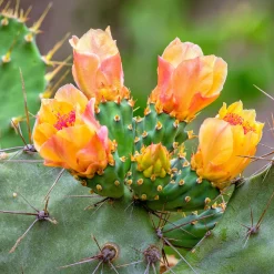 Tissue-Serviette 33 x 33 cm Cacti floral 3-lagig