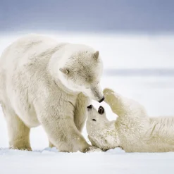 Tissue-Serviette 33 x 33 cm Cuddly Bears 3-lagig