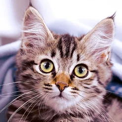 Tissue-Serviette 33 x 33 cm Cute Kitten 3-lagig