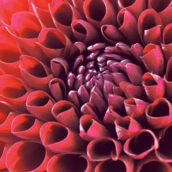 Tissue-Serviette 24 x 24 cm Dahlia Delight 3-lagig