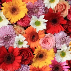 Tissue-Serviette 33 x 33 cm Gerbera 3-lagig