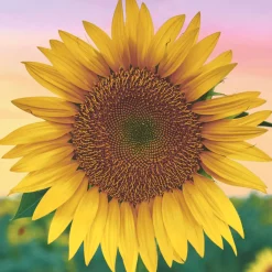 Tissue-Serviette 33 x 33 cm Golden glow 3-lagig