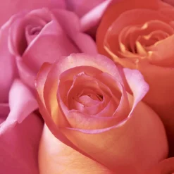 Tissue-Serviette 33 x 33 cm Rose Joy 3-lagig