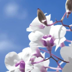 Tissue-Serviette 33 x 33 cm Sky Orchid 3-lagig