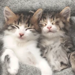 Tissue-Serviette 33 x 33 cm Sleepy Cats 3-lagig